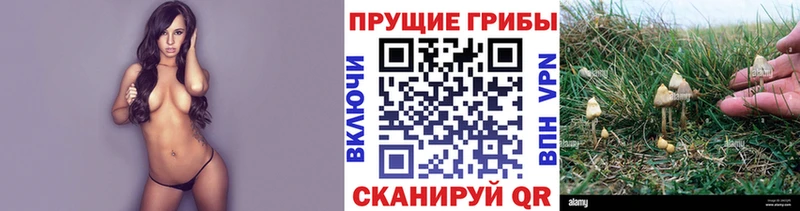 наркотики  Элиста  Галлюциногенные грибы мицелий 